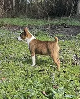 Rocky, a male Basenji for sale in Dallas, TX – Photo 1 of 2