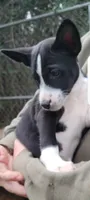 Jesi, a  Basenji for sale in Dallas, TX – 6 of 8