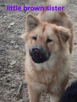 Linda, a female Chow Chow for sale in Big Sandy, TX – 2 of 3