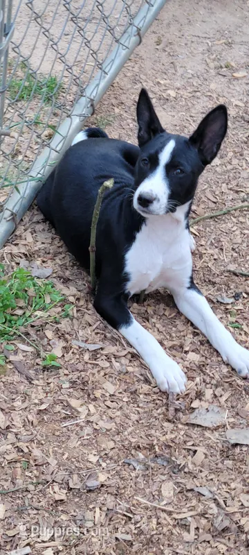 Harley boy – Basenji puppy for sale in Dallas, TX