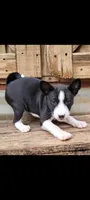 Super Pup, a  Basenji for sale in Big Sandy, TX – 2 of 5