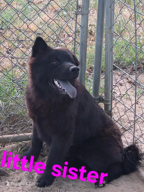 Rocky – Chow Chow puppy for sale in Big Sandy, TX