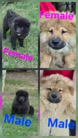 Rocky, a male Chow Chow for sale in Big Sandy, TX – 5 of 5
