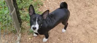 Jo boy, a male Basenji for sale in Dallas, TX – 3 of 6