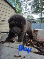 Rocky, a male Chow Chow for sale in Big Sandy, TX – 2 of 3