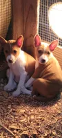 Super Pup, a  Basenji for sale in Big Sandy, TX – 5 of 5