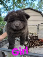Linda , a female Chow Chow for sale in Big Sandy, TX – 2 of 2