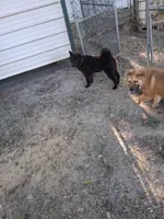 Rocky, a female Chow Chow for sale in Big Sandy, TX – 4 of 4