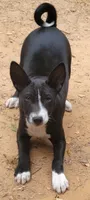 Super rocket, a male Basenji for sale in Big Sandy, TX – 2 of 4