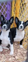 Super Pup, a  Basenji for sale in Big Sandy, TX – 4 of 5