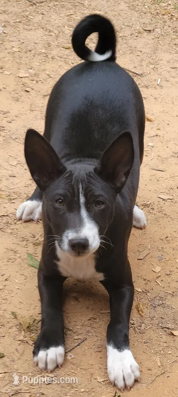 Jo boy, a male Basenji for sale in Dallas, TX – 1 of 6