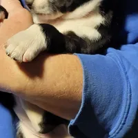 Eli, a male Basenji for sale in Dallas, TX – Photo 3 of 9