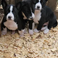 Eli, a male Basenji for sale in Dallas, TX – Photo 5 of 9