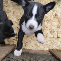 Eli, a male Basenji for sale in Dallas, TX – Photo 9 of 9