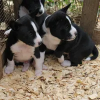 Eli, a male Basenji for sale in Dallas, TX – Photo 8 of 9