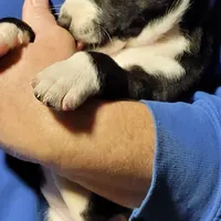 Eli, a male Basenji for sale in Dallas, TX – Photo 1 of 9