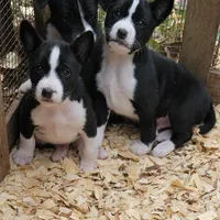 Eli, a male Basenji for sale in Dallas, TX – Photo 6 of 9