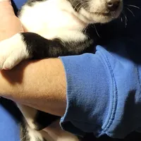 Eli, a male Basenji for sale in Dallas, TX – Photo 2 of 9