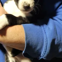 Eli, a male Basenji for sale in Dallas, TX – Photo 4 of 9