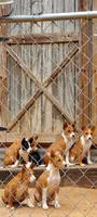 Jesi, a  Basenji for sale in Dallas, TX – 7 of 8