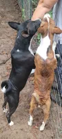 Super rocket, a male Basenji for sale in Big Sandy, TX – 3 of 4
