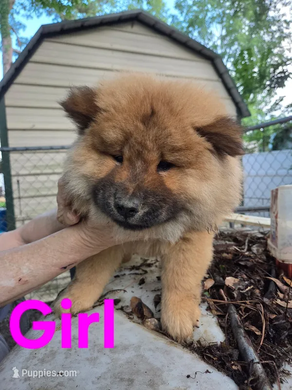 Linda  – Chow Chow puppy for sale in Big Sandy, TX