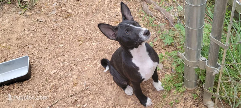 Super rocket – Basenji puppy for sale in Big Sandy, TX