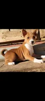 Jesi, a  Basenji for sale in Dallas, TX – 2 of 8
