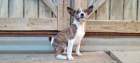 Jesi, a  Basenji for sale in Dallas, TX – 4 of 8