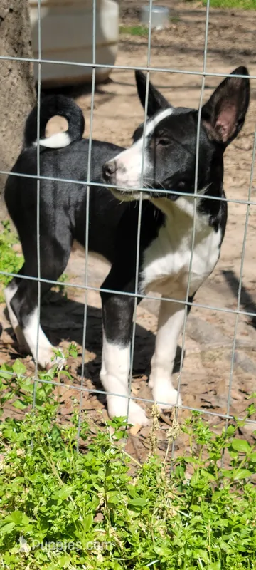 Toby – Basenji puppy for sale in Dallas, TX