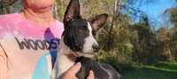 Toby, a male Basenji for sale in Dallas, TX – Photo 2 of 4