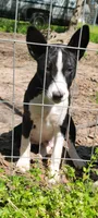 Toby, a male Basenji for sale in Dallas, TX – 5 of 5