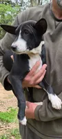 Jo boy, a male Basenji for sale in Dallas, TX – 5 of 6