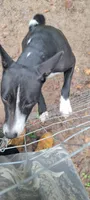 Super rocket, a male Basenji for sale in Big Sandy, TX – 4 of 4