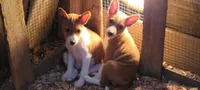 Jesi, a  Basenji for sale in Dallas, TX – 8 of 8
