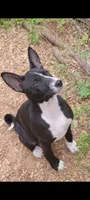 Jo boy, a male Basenji for sale in Dallas, TX – 2 of 6