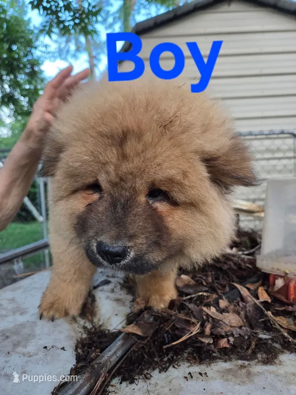 Rocky – Chow Chow puppy for sale in Big Sandy, TX