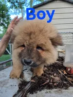Rocky, a male Chow Chow for sale in Big Sandy, TX – 1 of 3