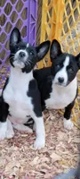 Black and white male 8, a female Basenji for sale in Dallas, TX – Photo 1 of 2