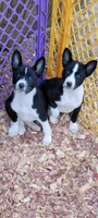 Black and white male 8, a female Basenji for sale in Dallas, TX – Photo 2 of 2