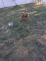 Linda, a female Chow Chow for sale in Big Sandy, TX – 3 of 3