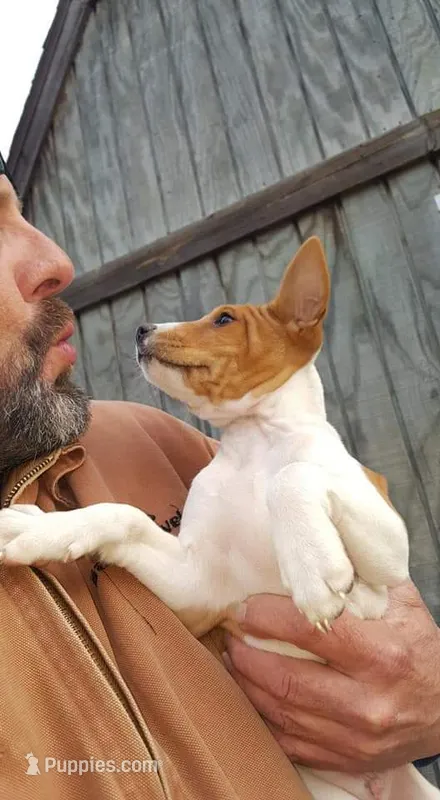 Super Pup – Basenji puppy for sale in Big Sandy, TX