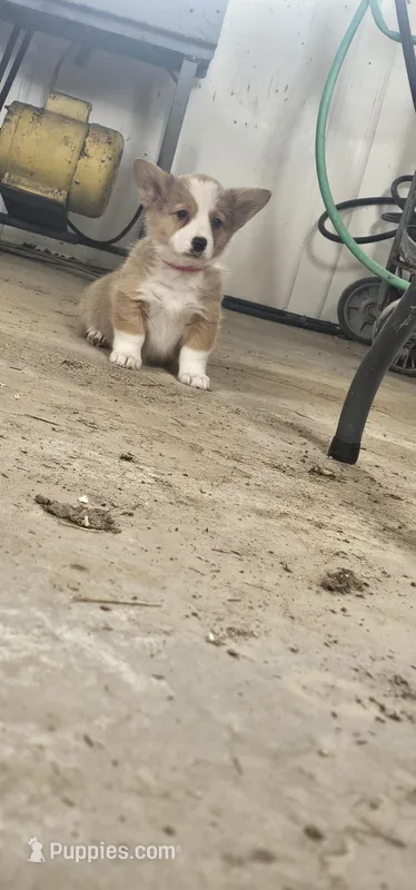 Klowey – Pembroke Welsh Corgi puppy for sale in Goshen, IN