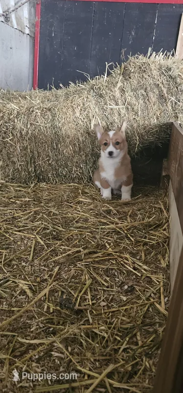 Lucy, a female Pembroke Welsh Corgi for sale in Goshen, IN – Photo 1 of 6