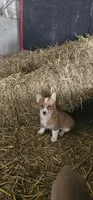 Lucy, a female Pembroke Welsh Corgi for sale in Goshen, IN – Photo 6 of 6