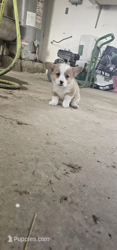 Trisha – Pembroke Welsh Corgi puppy for sale in Goshen, IN