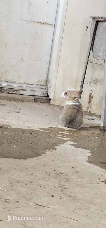 Hadasa – Pembroke Welsh Corgi puppy for sale in Goshen, IN