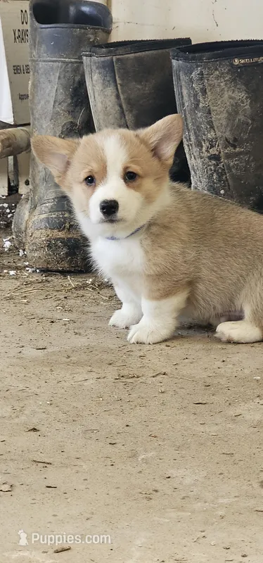 Bentley  – Pembroke Welsh Corgi puppy for sale in Goshen, IN