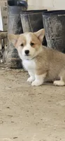 Bentley , a male Pembroke Welsh Corgi for sale in Goshen, IN – Photo 1 of 10