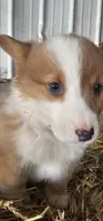 Rover, a male Pembroke Welsh Corgi for sale in Goshen, IN – Photo 7 of 9